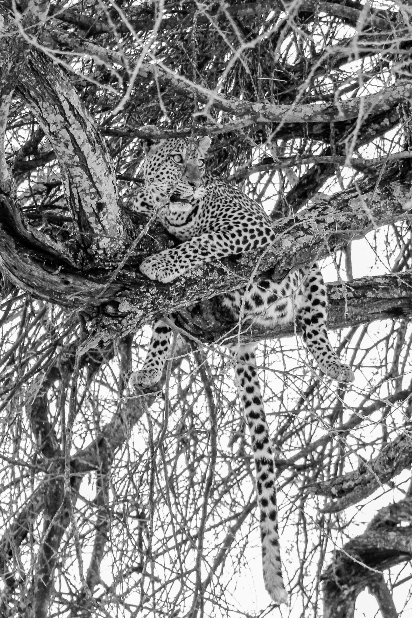 Exhibit Errance, Beauty of wildlife by Camille Massida Photography